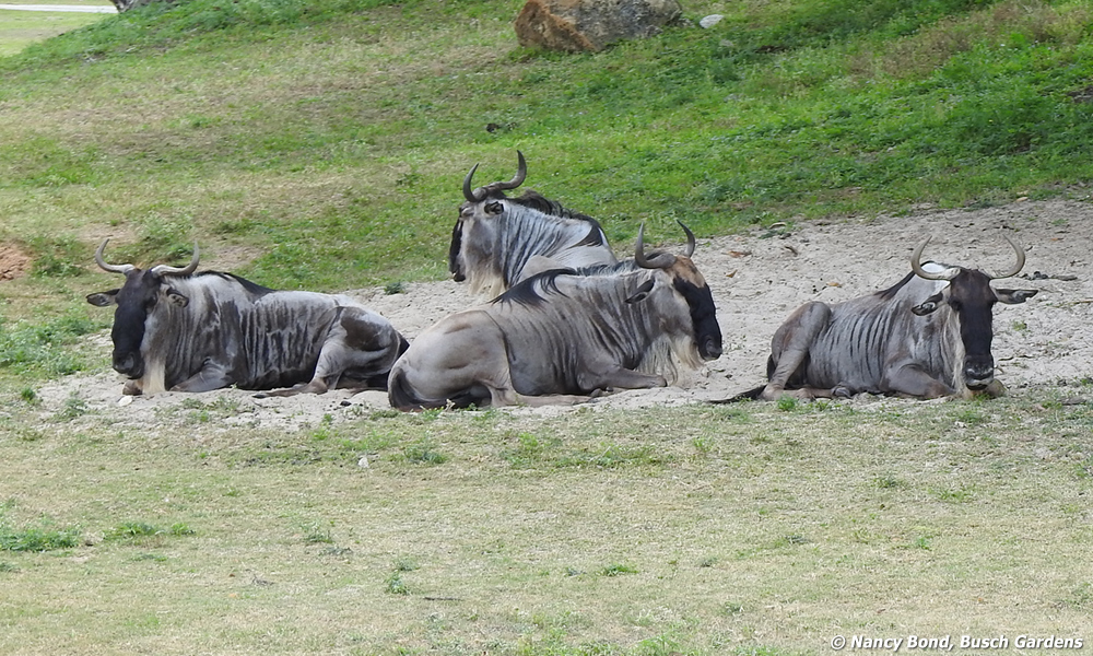 Wildebests relaxing at Busch Gardens