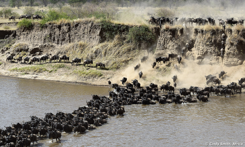 Wildebeests Crossing the Mara River