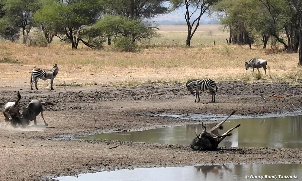 Wildebeest rolling in the mud. 