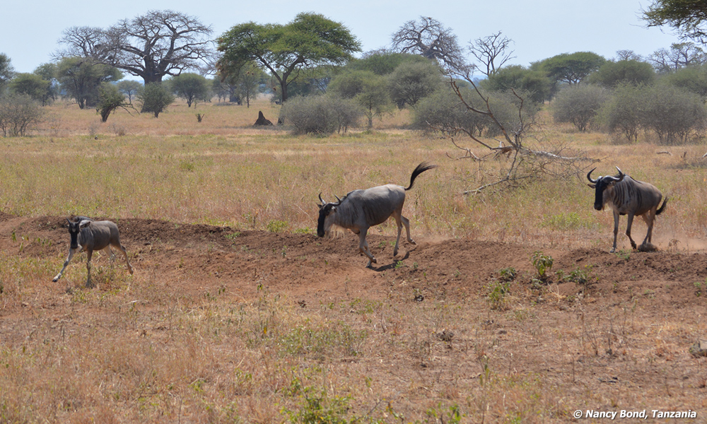 Wildebeests running in Africa.