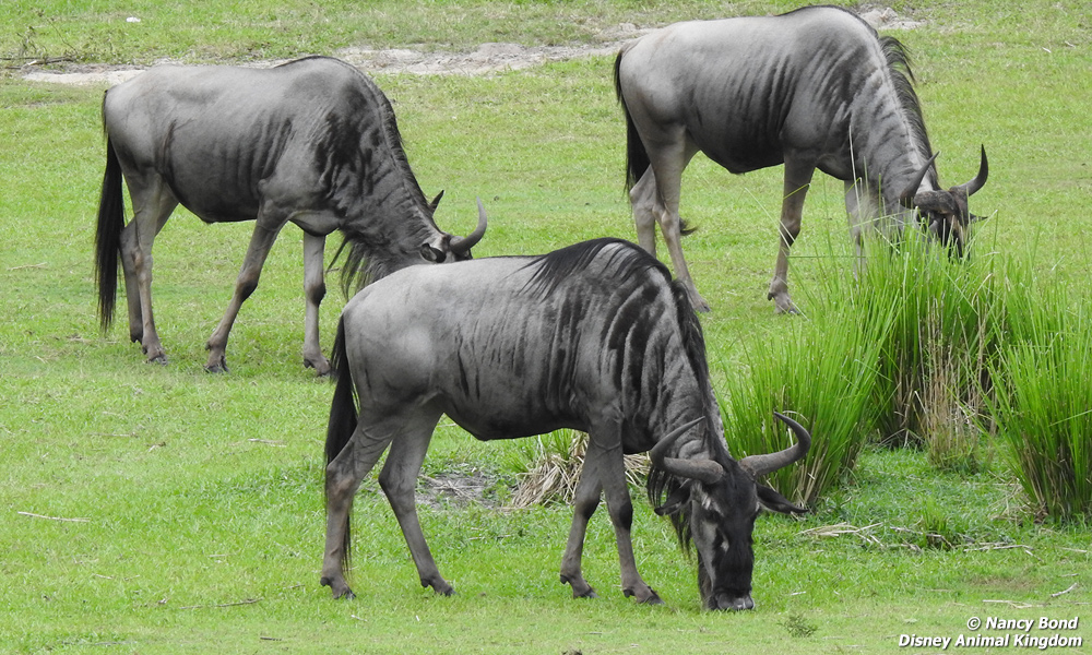 Wildebeests at Disney Animal Kingdom. 