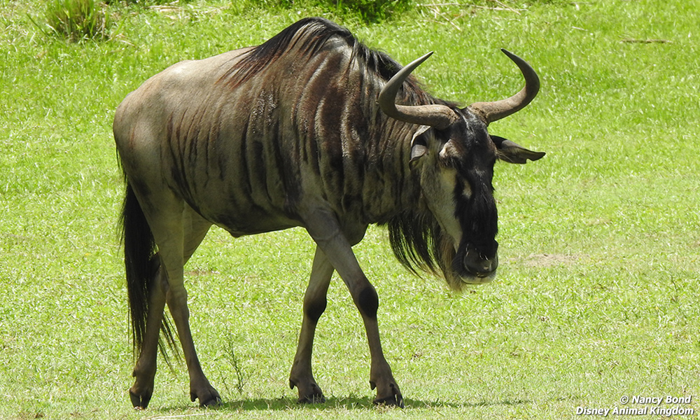 Wildebeest walking to find more grass to eat. 