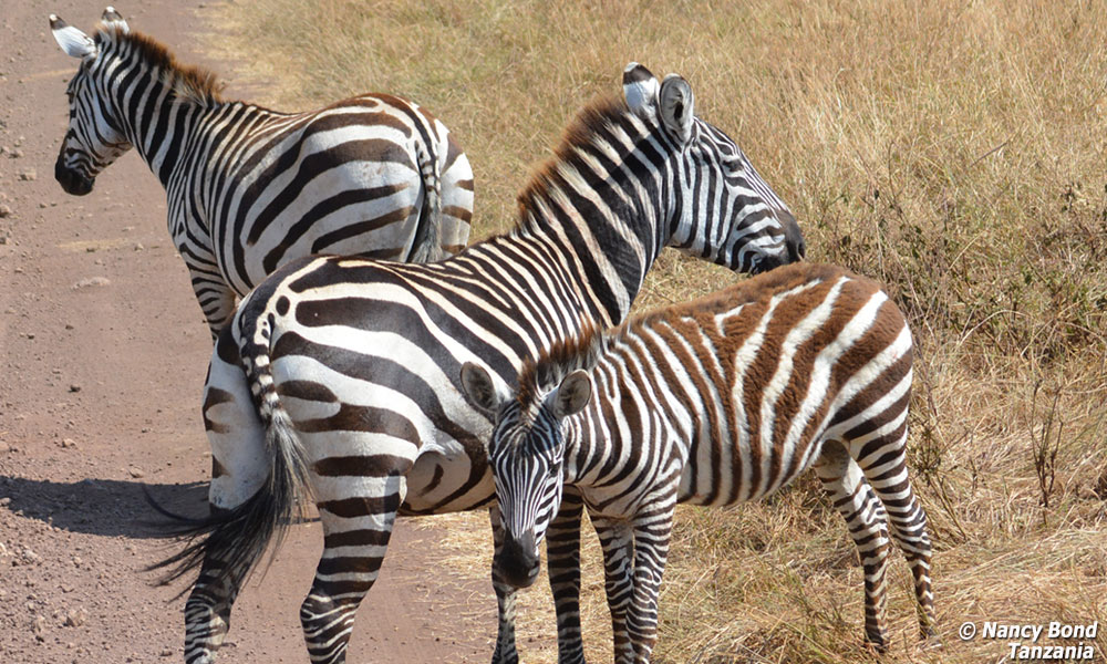 Zebra adults and offspring